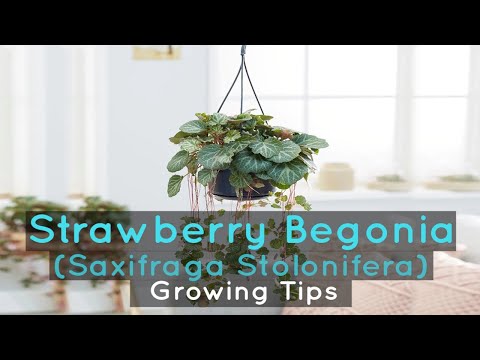 Video: Strawberry Begonia Plants - How To Grow A Strawberry Begonia Houseplant