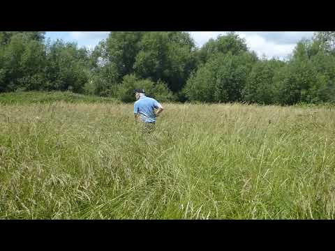 David doing an insect sweep on Brook Meadow - 09 07 21