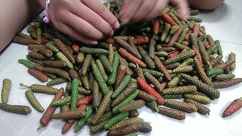 Cây tiêu lốp có tác dụng gì?