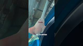 Sawfish - The Unique Fish You Have Ever Seen