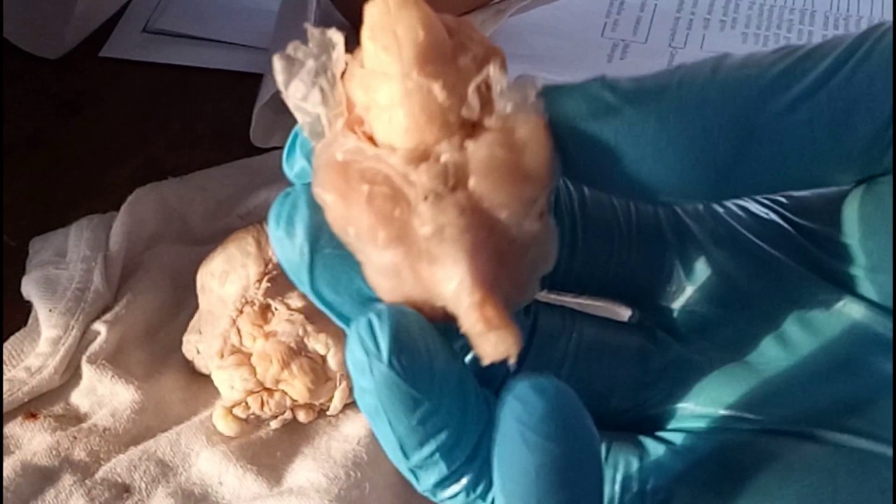 manila to coron Cat Dissection: BRAIN (round 1) | estud(iya)nte