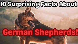10 Fascinating Facts About German Shepherds | Learn About This Incredible Breed! #germanshepherd by Dogs in Facts 140 views 3 weeks ago 6 minutes, 1 second