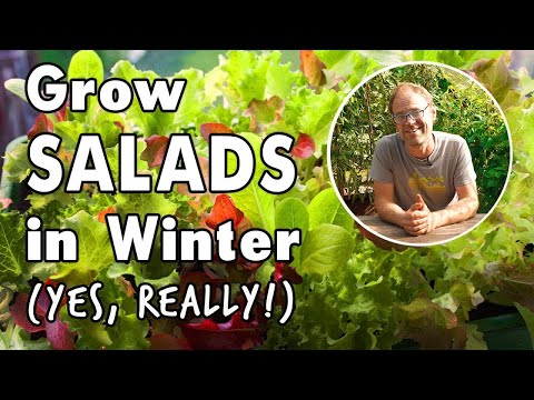 Plant Salads Now for Winter!