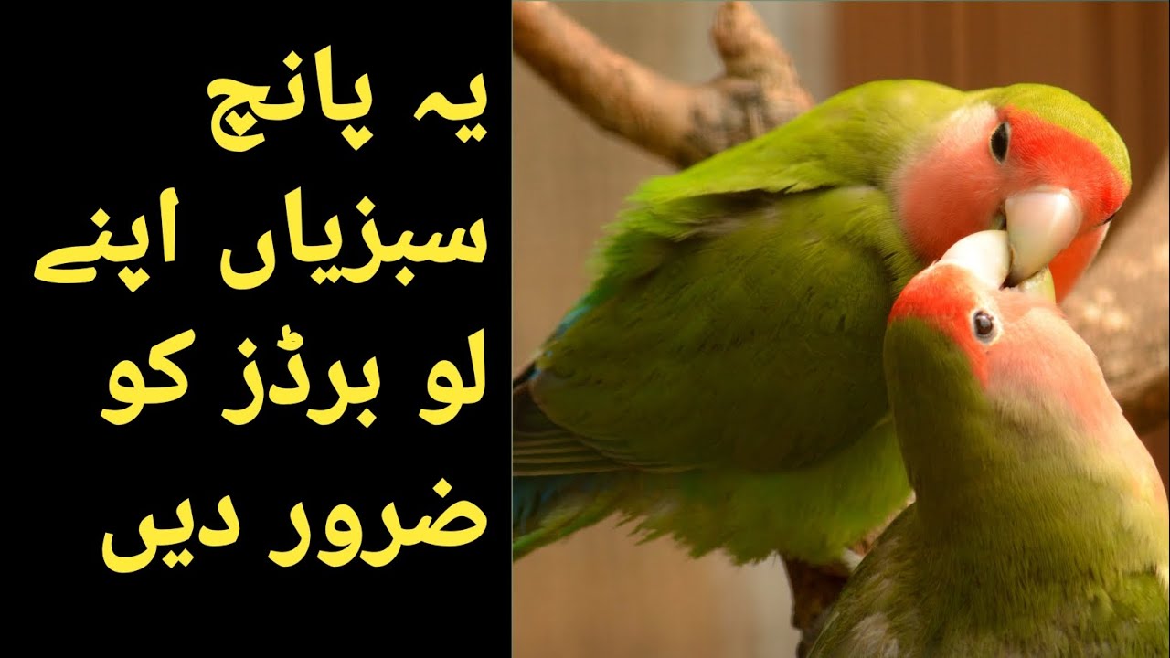 vegetables for love birds ll love birds food love birds favourite