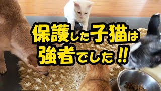 #55 保護した子猫は犬もタジタジになる強者でした‼母猫とボス猫のノミダニ駆除、扁平上皮癌の花ちゃんの可愛過ぎる待ち姿