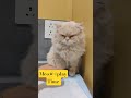 Cat#play#time#viral#shorts#video#today