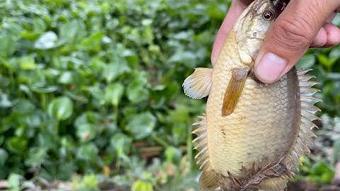 |Tập 8 Câu cá rô đồng,cá mùa nước nổi mập ú nu không /Fishing @HoangDuyMienTay