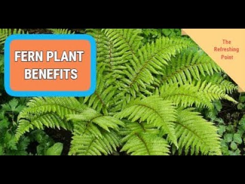 Video: Fern (plant) - Useful Properties And Uses Of Fern. Indoor Fern, Thai, Male, Indian