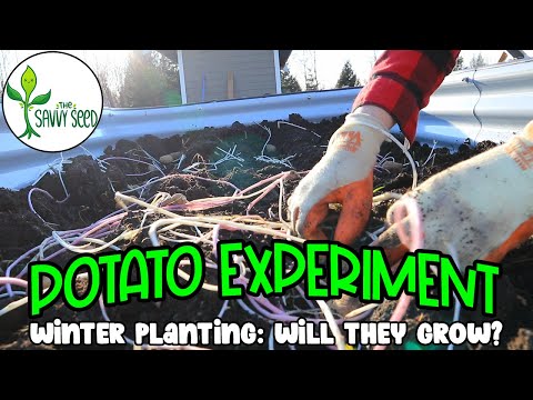 Winter Potato Planting