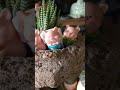 #pig #cerdito #decoracion #jardín #plantas #verdeybonito
