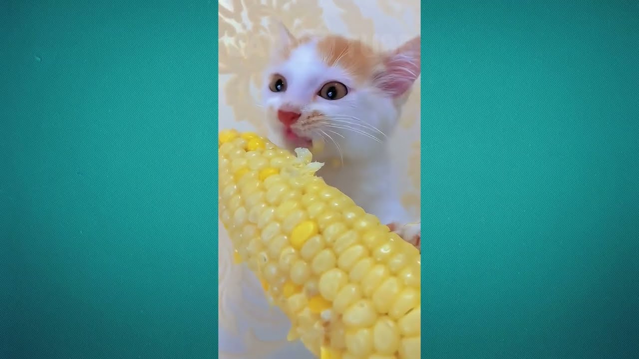 🤣😹 Кошки против гравитации: незабываемые провалы, от которых вы будете смеяться до слез! 🤣😹