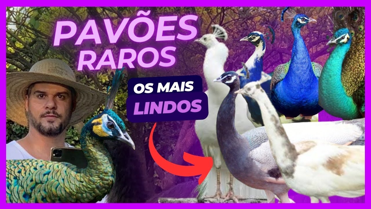 PAVOES RAROS: diversas cores, idades, tamanhos e ovos.