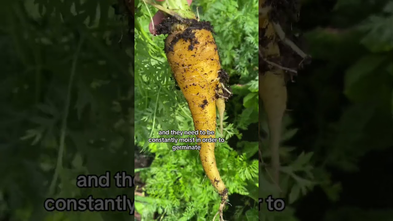 Grow Carrots Successfully 