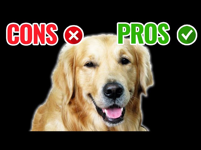 10 Golden Retriever Pros & Cons (New Owners Beware!) - Youtube