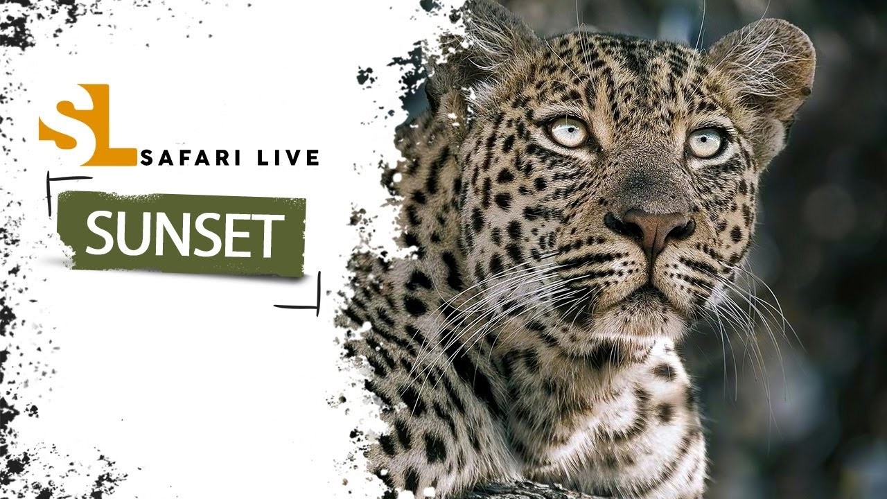 SafariLIVE Sunset - Repeat - 19 October 2026