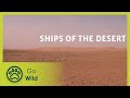 Ships of the Desert - The Secrets of Nature