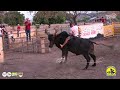 Resumen toros en el festival de la ciruela traqueadora en los cantos de parita 31 marzo 2024