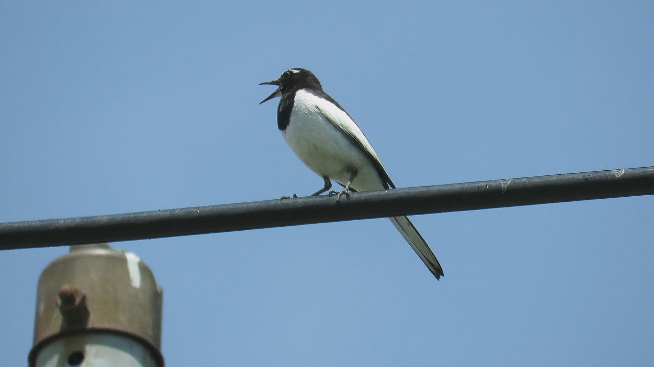 鳴き声 セキレイ