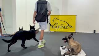 Our students Marivic and Oro, training with my dog, Danny