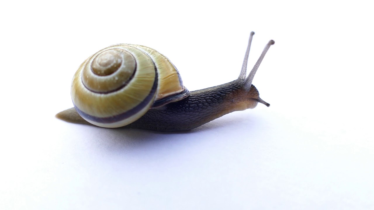 Cute land Snail. YouTube
