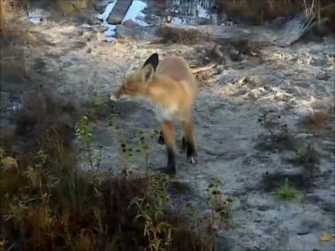 Meet a Fox