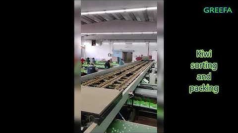 Kiwi sorting and packing in Greece   [#Greefa, #sorting, #packing]
