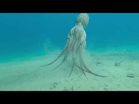 Octopus Emerges From The Sand || ViralHog