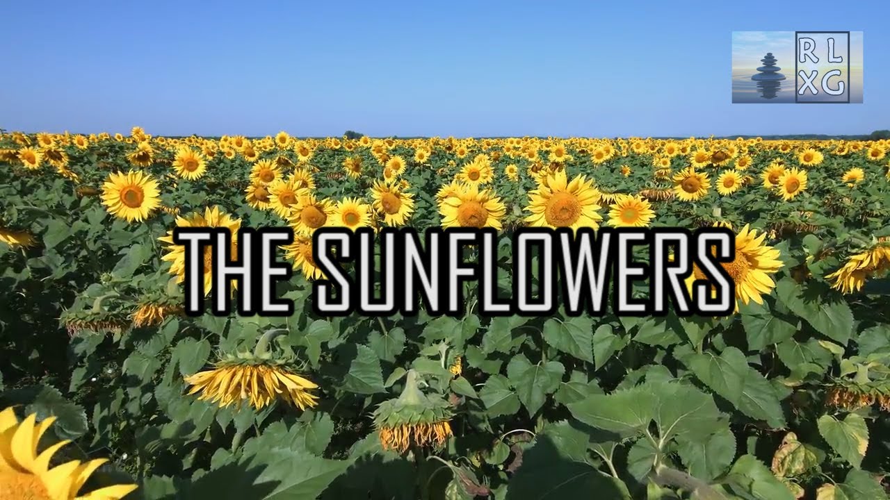 Relaxing Music Sunflowers • Piano Music , Sleep Music , Meditation Music [1 Hours] YouTube