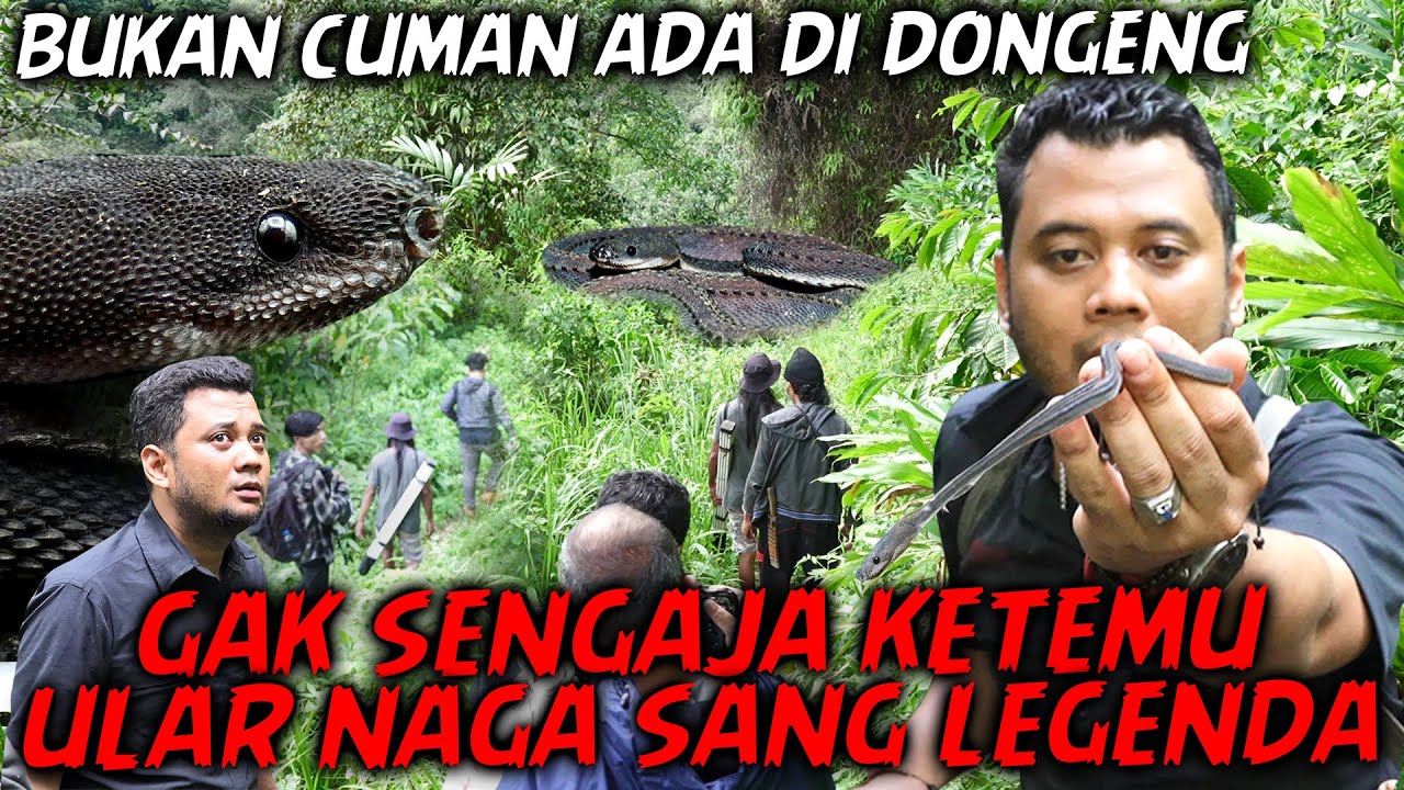 GAK SENGAJA MASUK KE HABITAT ULAR NAGA ENDEMIK JAWA !!  SEOLAH-OLAH MATI, TERNYATA HIDUP..