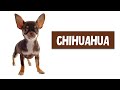El Perro Chihuahua: características, consejos y cuidados