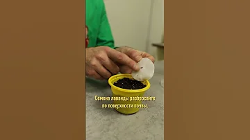 Простой способ вырастить лаванду