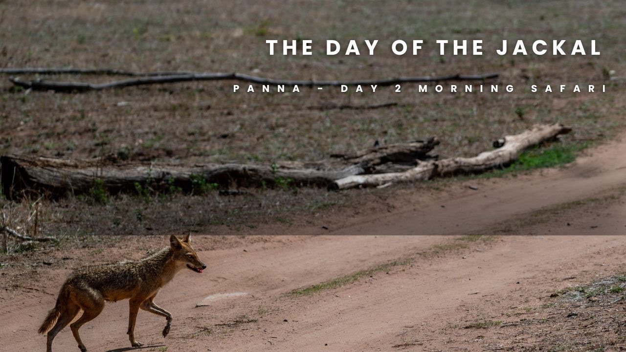 День шакалов - сафари в Панне