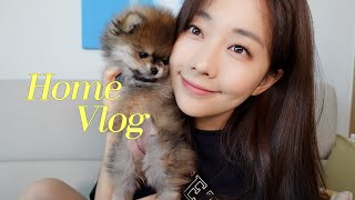 첫 자취 집에서의 마지막 브이로그 (feat. 볶음우동 해먹기, 강아지 돌보기) VLOG