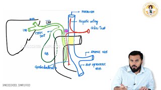 33. Posterior Relations of 1st Part of Duodenum | NEET PG, USMLE, FMGE & MBBS