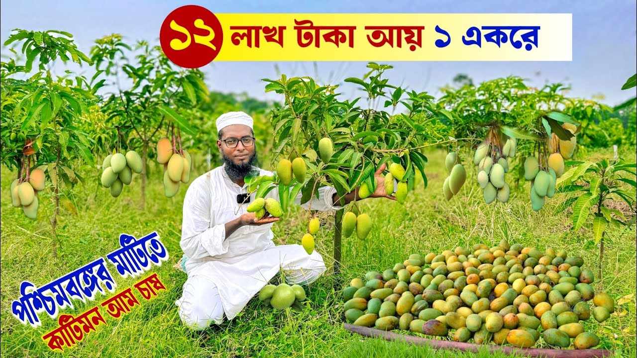 পশ্চিমবঙ্গের মাটিতে কাটিমন আম চাষে | Mango Farming | Mango Farm | Katimon mango farm | আম