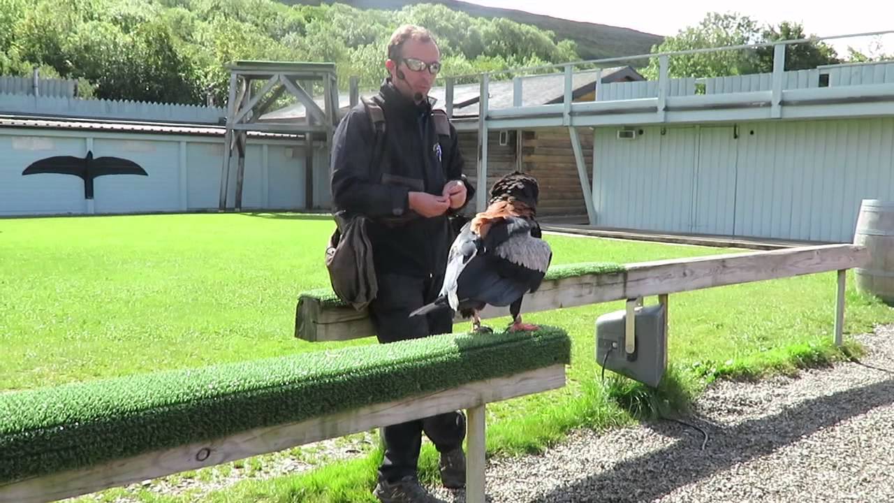 Bateleur Eagle 