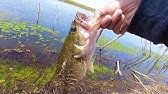 Fresno State Secret Pond Youtube