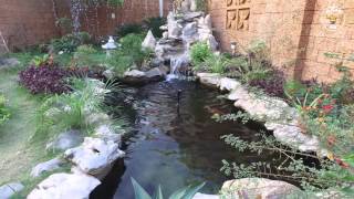 Timelapse Koi Fish at My House