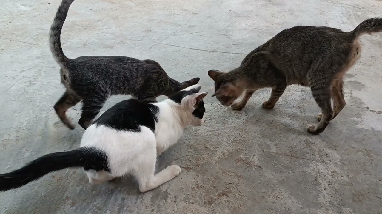 Give Fish to cats and kittens at home | Rural Cats and Kittens