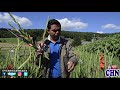 GLADIOLAS Y OTRAS FLORES EN SUIZA - EVERTH ESTRADA