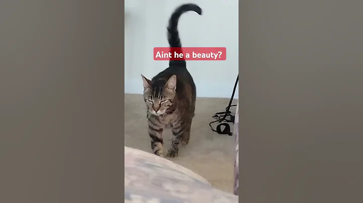 Watch the video about Beautiful Tabby Cat with Bengal mix