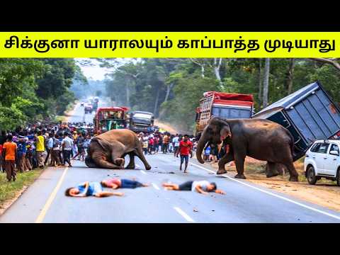 விலங்குகளிடம் சிக்கிய மனிதர்கள் | Animals Chasing Humans | Animal Encounters | TAMIL AMAZING FACTS