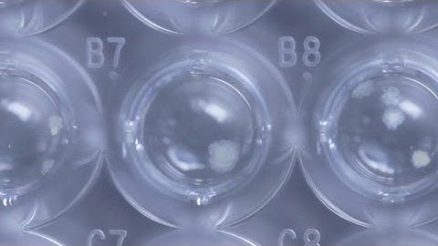 Customizable Semi-Solid Cloning of Mammalian Cells in 96-Well Plates Using ClonaCell™ FLEX Medium