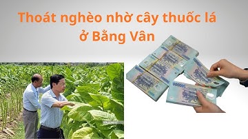 Thoát nghèo nhờ cây thuốc lá tại Bằng Vân