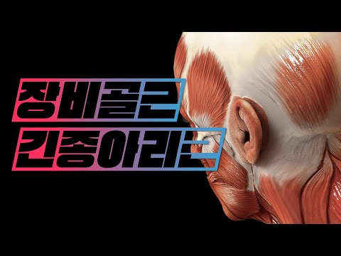 [해부학 - 근육학] 종아리근육(leg muscles) : 가쪽칸(lateral compartment) - 긴종아리근(장비골근, peroneus longus)