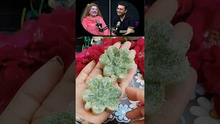Homemade Neem Soap Herbal Remedy #shorts #skincare #shots