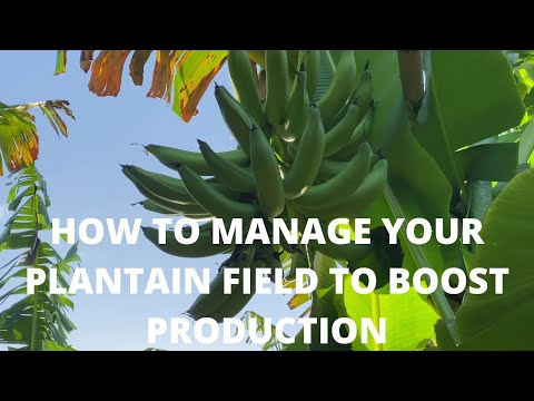 Video: Péče o jitrocele: Informace o pěstování jitrocelů