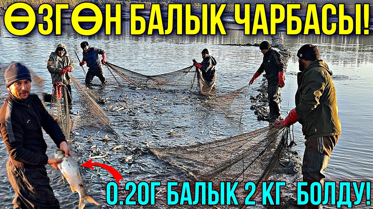 ӨЗГӨН БАЛЫК ЧАРБАСЫНДА ЧОҢ БАЛЫКТАР САТУУГА ЧЫКТЫ 🤯