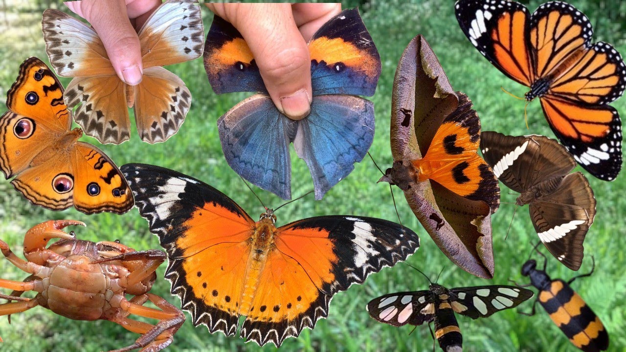 The Most Beautiful Butterflies I’ve Ever Found – A Colorful Showcase of Nature!