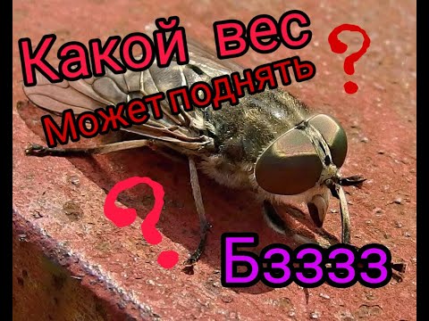Эксперимент:какой вес может поднять слепень (бзык)????
